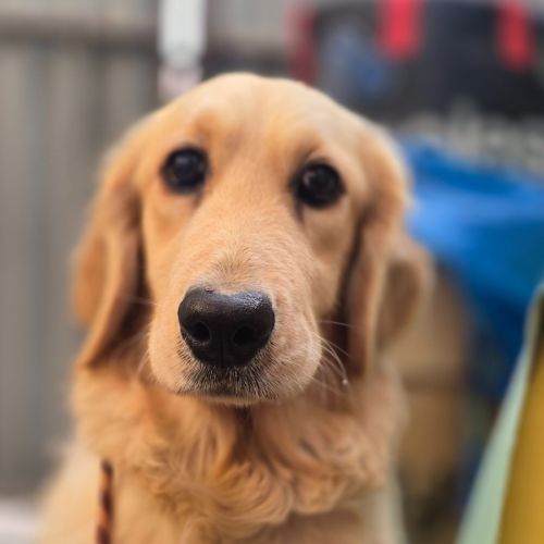 Stella - Golden Retriever Dog