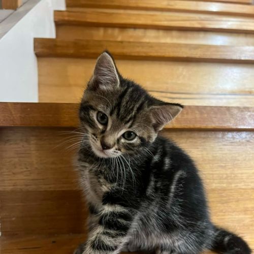 Chester - Domestic Short Hair (DSH) Cat