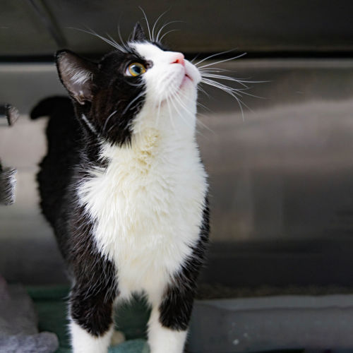 Domino - Domestic Short Hair Cat