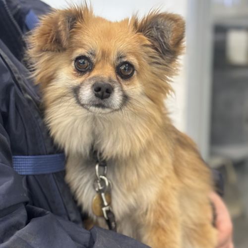 Nina - Pomeranian Dog