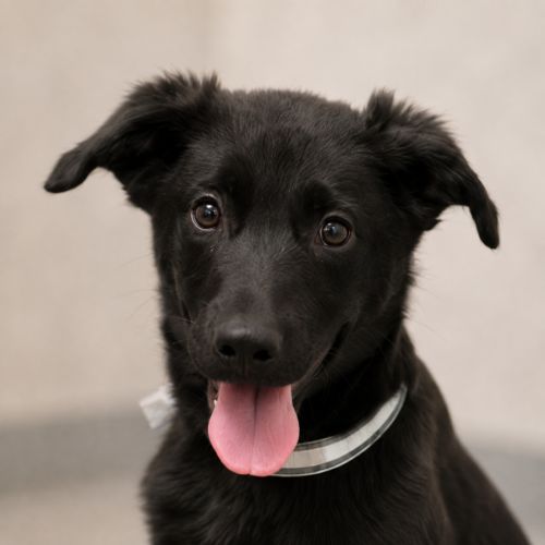 Remington - Australian Kelpie x German Shepherd Dog