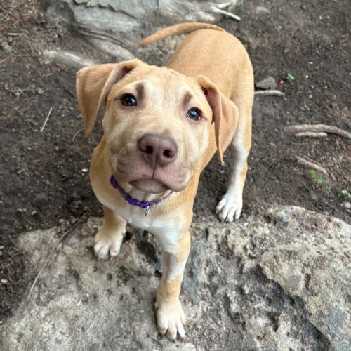 Hoggle - Staffordshire Bull Terrier Dog