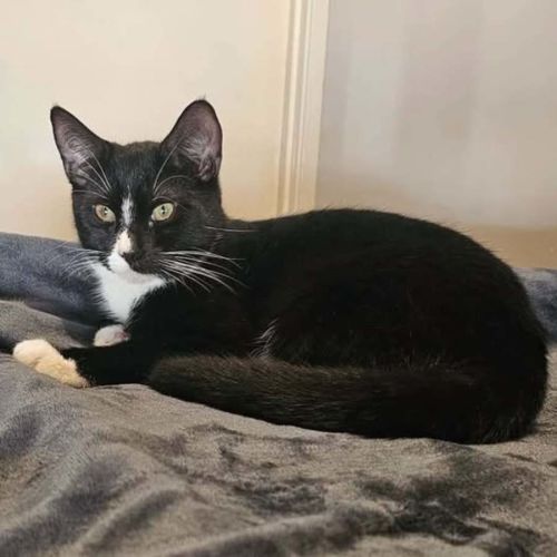 13988 - Kennedy - Domestic Short Hair (DSH) Cat