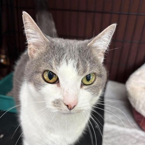 Gracie  - Domestic Short Hair (DSH) Cat