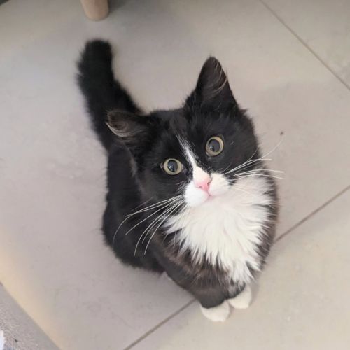 Boba - Domestic Long Hair (DLH) Cat