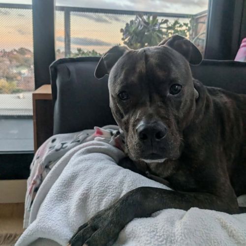 Debarkus - Staffordshire Bull Terrier Dog