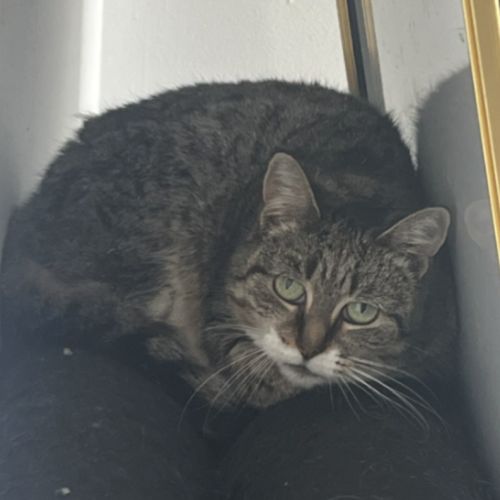 Hoodles - Domestic Short Hair (DSH) Cat