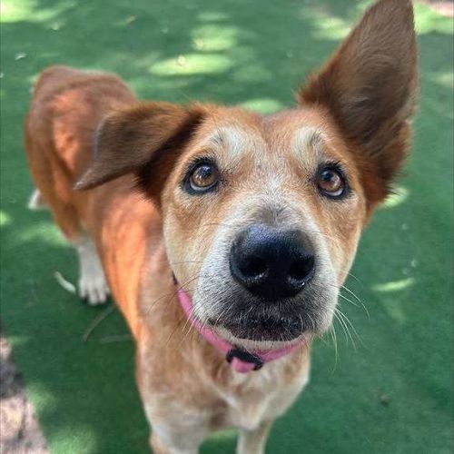 Aurora - Australian Cattle Dog