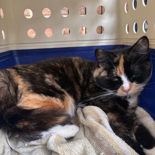 Coco - Domestic Short Hair (DSH) Cat