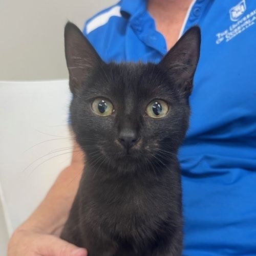 Gabana  - Domestic Short Hair (DSH) Cat