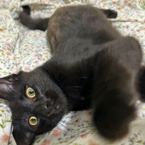 Costello - Domestic Short Hair (DSH) Cat
