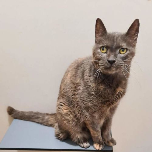 Smokey - Domestic Short Hair (DSH) Cat