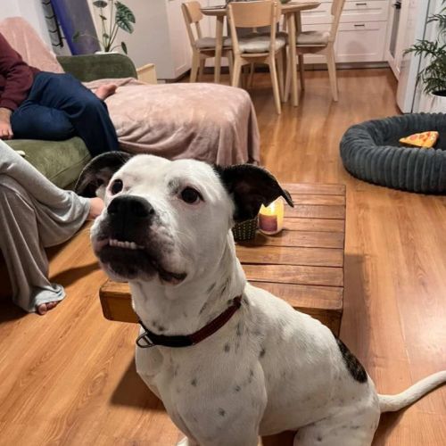 Nala - American Bulldog x Staffordshire Bull Terrier Dog