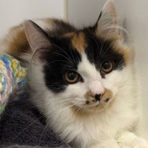 Rani - Domestic Medium Hair Cat