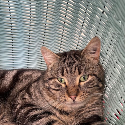 Benny - Domestic Short Hair (DSH) Cat