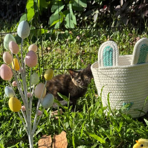 Treacle - Domestic Short Hair (DSH) Cat