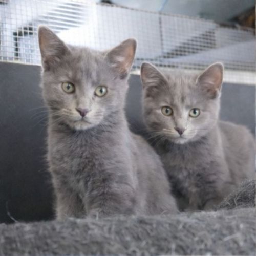 Islay and Arran - Domestic Short Hair (DSH) Cat
