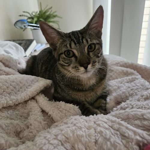 Diego - Domestic Short Hair (DSH) Cat