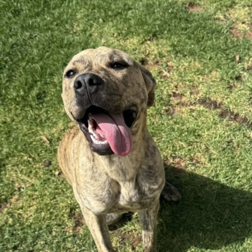 Pumpkin - Staffordshire Bull Terrier Dog