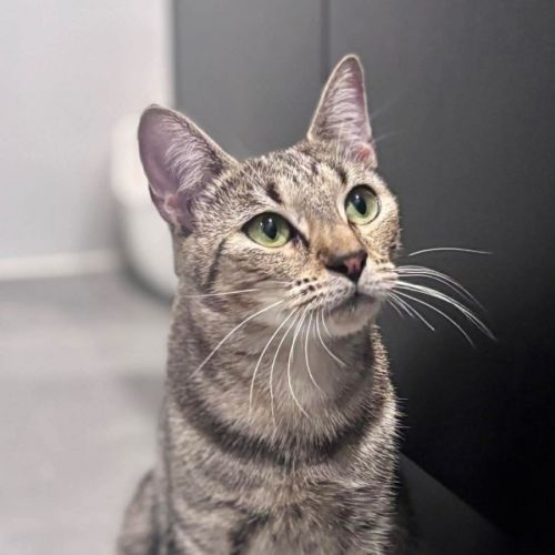 Elara - Domestic Short Hair (DSH) Cat