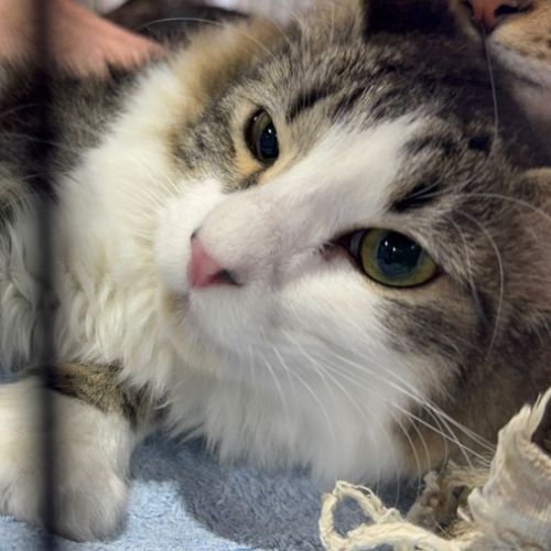 Cocoa - Domestic Short Hair (DSH) Cat