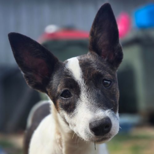Saroyan - Australian Kelpie Dog