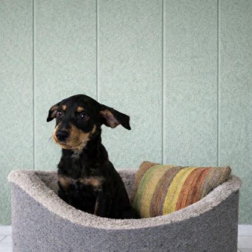 Charlie - Mixed breed Dog