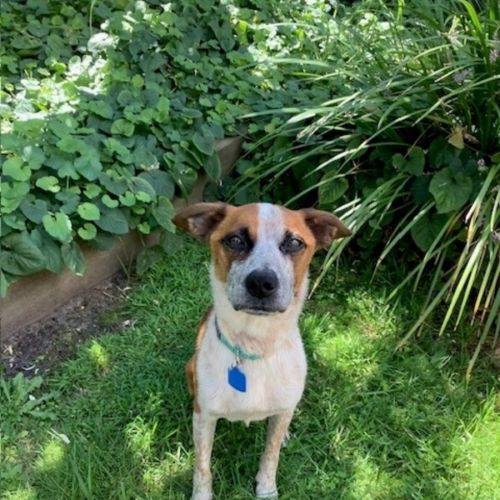 Champ - Australian Cattle Dog