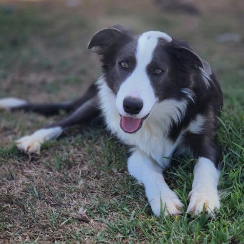Angus - Border Collie Dog