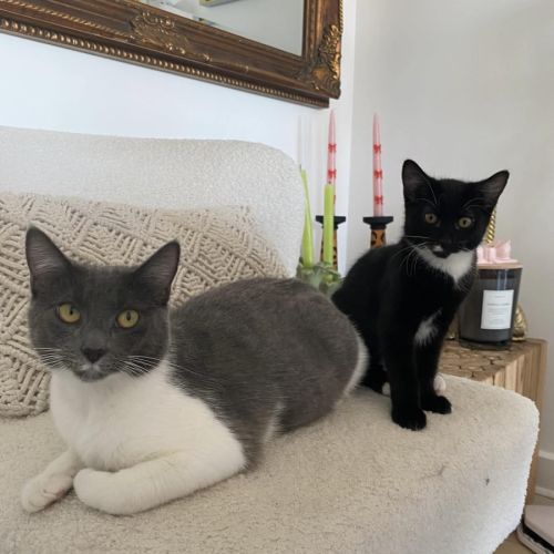 Bambie  - Domestic Short Hair (DSH) Cat