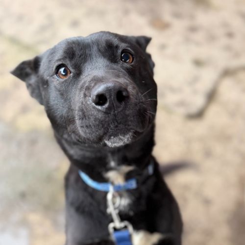 Titan - Staffordshire Bull Terrier x Australian Kelpie Dog