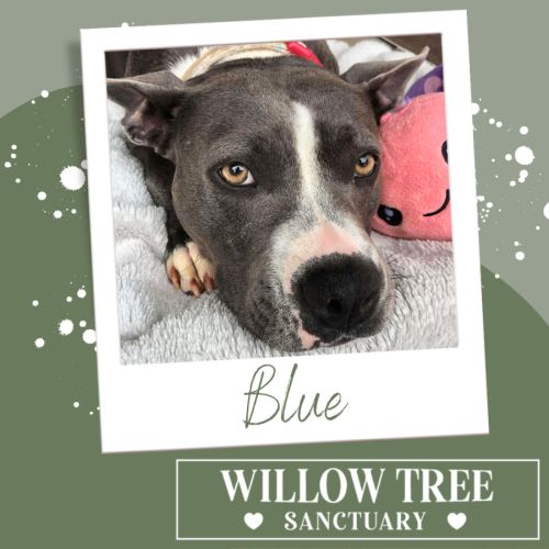 Blue - Staffordshire Bull Terrier Dog