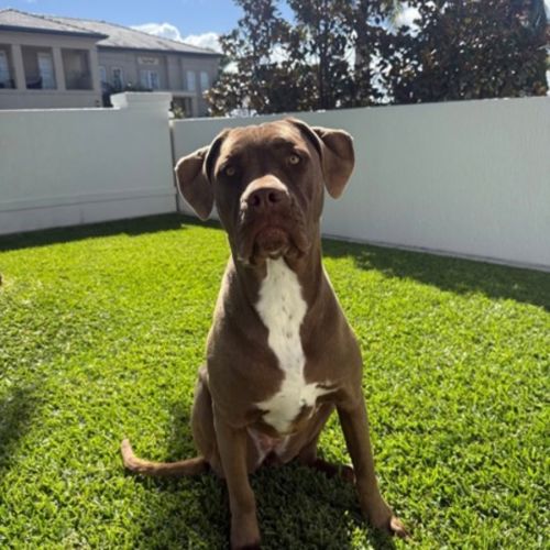 Soda  - Neapolitan Mastiff Dog