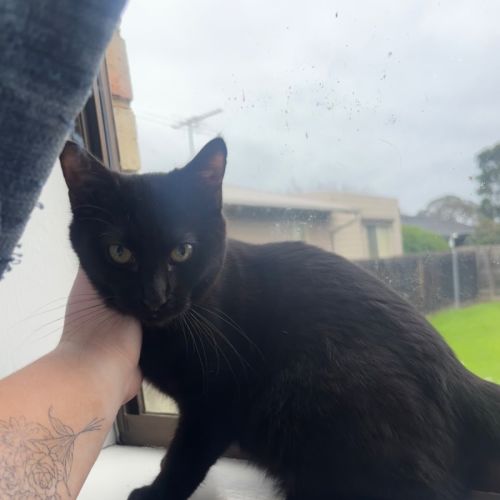 Morticia  - Domestic Short Hair (DSH) Cat