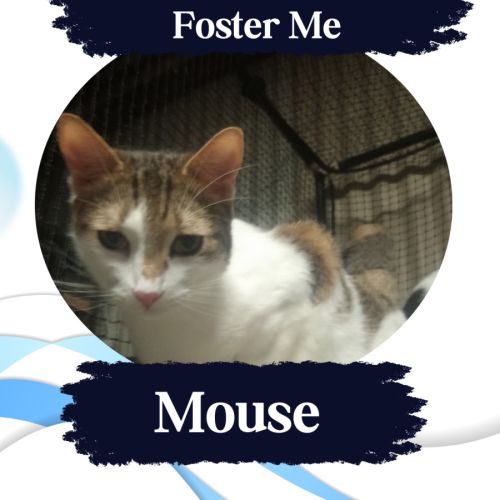 Mouse - Domestic Short Hair (DSH) Cat