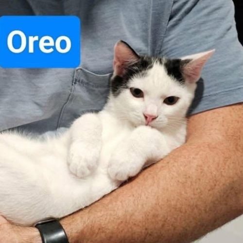 Oreo & Milo - Domestic Short Hair (DSH) Cat