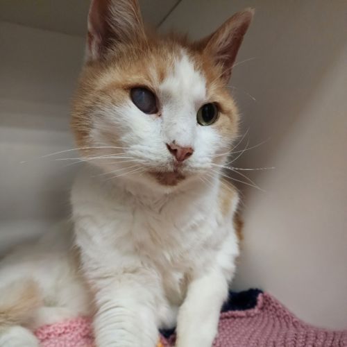 Loki - Domestic Short Hair (DSH) Cat
