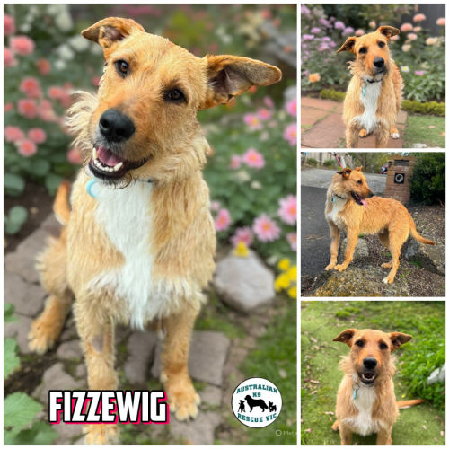 Fizzewig  - Irish Wolfhound Dog