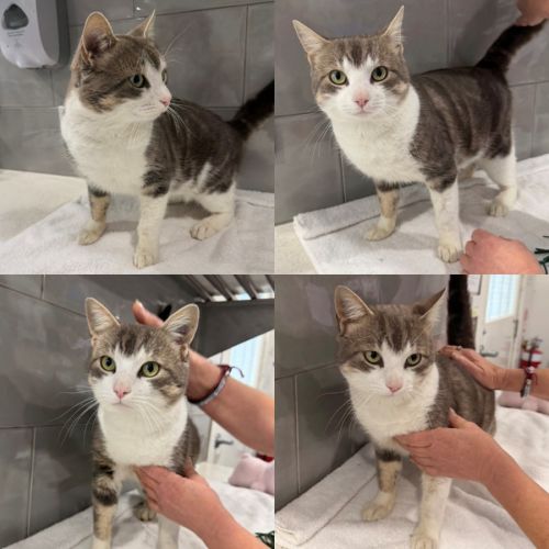 Toby - Domestic Short Hair (DSH) Cat