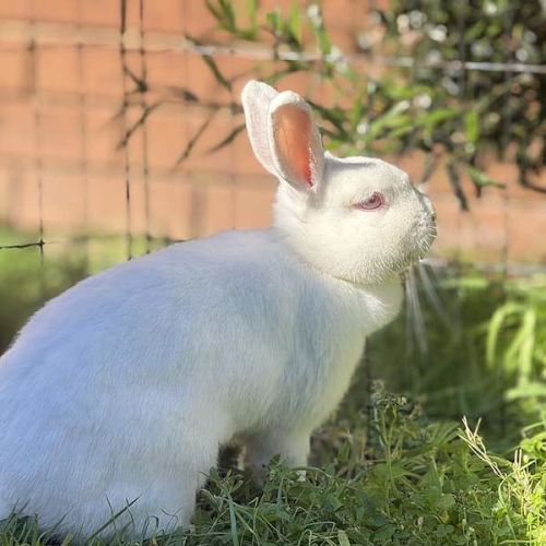 Darcy -  Rabbit