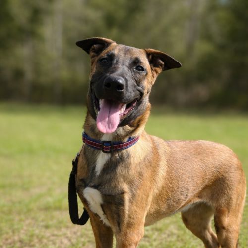 Bella - Belgian Malinois Dog