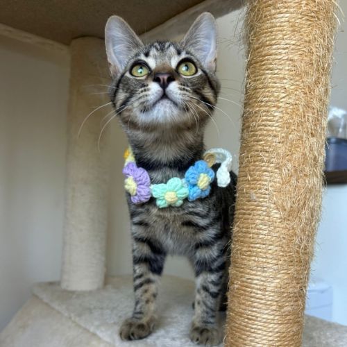 Kevin - Domestic Short Hair (DSH) Cat