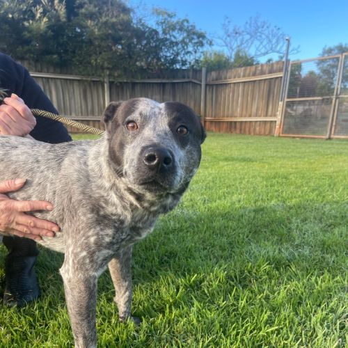 Biggie - Australian Kelpie x Mixed breed Dog