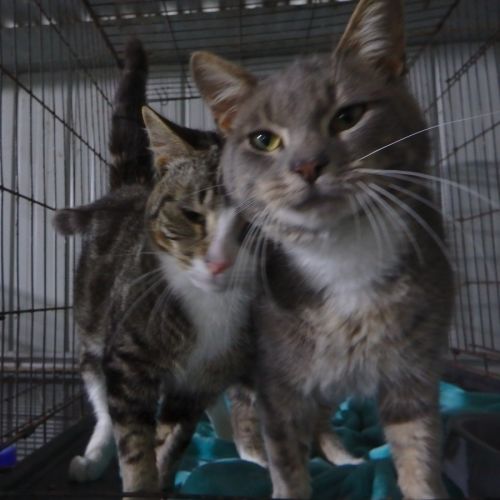 Matt and Trey - Domestic Short Hair (DSH) Cat