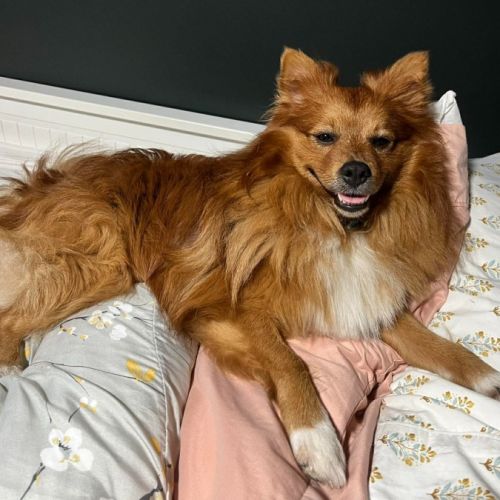 Tummy - Japanese Spitz Dog