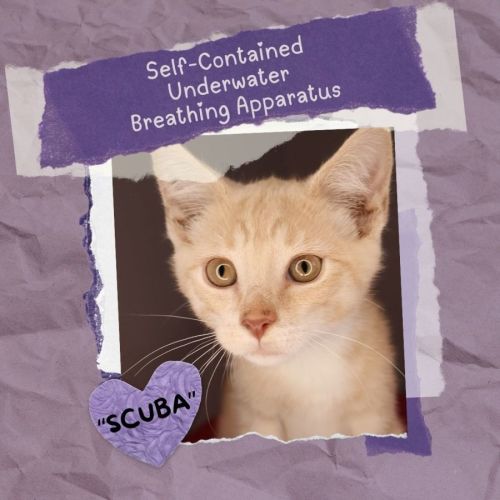 Scuba - Domestic Short Hair (DSH) Cat