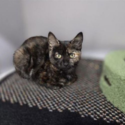 Twinky - Domestic Short Hair Cat