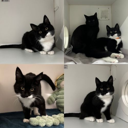 Louie - Domestic Short Hair (DSH) Cat