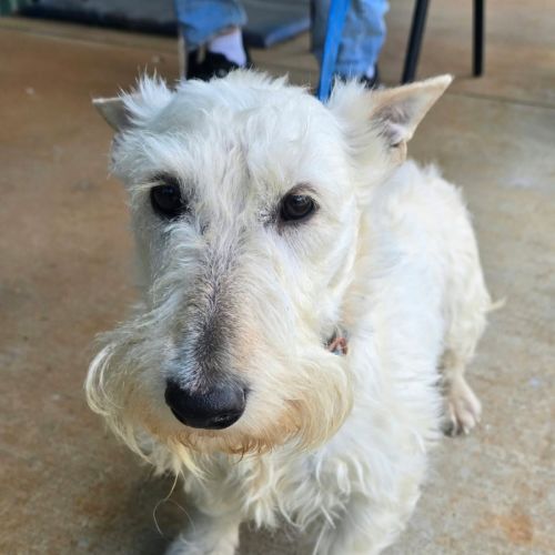 Zeira - Scottish Terrier Dog