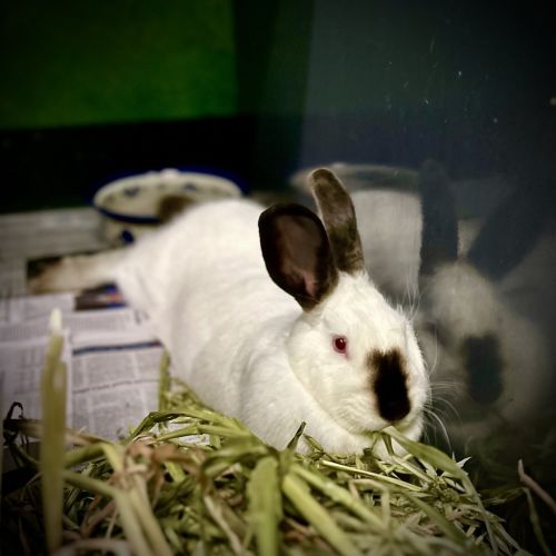 Taro - Himalayan Rabbit